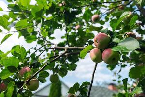 Close-up of a cluster of apples hanging from a tree branch. The apples are a mix of red and green, indicating they're ripening well. The surrounding leaves are vibrant. photo