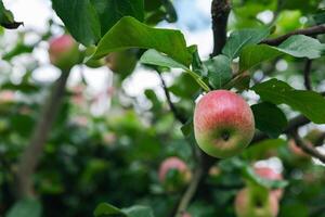 Close-up of a cluster of apples hanging from a tree branch. The apples are a mix of red and green, indicating they're ripening well. The surrounding leaves are vibrant. photo