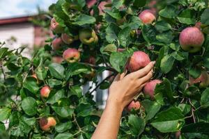 An organic orchard on a farm. Person reaching for an apple on a tree. The apples look ripe and ready to be picked, with a lovely red and green hue. The leaves and branches are lush and healthy. photo
