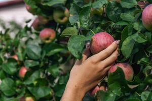 An organic orchard on a farm. Person reaching for an apple on a tree. The apples look ripe and ready to be picked, with a lovely red and green hue. The leaves and branches are lush and healthy. photo