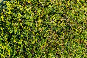 Close-up of a coniferous bush. The needles are a vibrant shade of green, with some hinting at a slight yellow hue. They are densely packed, creating a textured and lush surface. photo