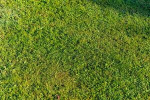 Green grass texture. Field of green grass, a lawn in spring. Background of color grass. Closeup of a freshly mowed lawn, park. Sports turf surface. Backdrop of pasture close up. Nature Wallpaper. photo