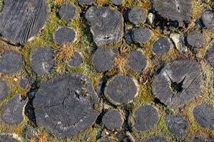 Close-up of a rustic pathway made of tree trunk slices, known as stepping stones . The slices are arranged in a natural, uneven pattern, adding a touch of rustic charm to the path. photo