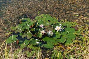 Pond covered in lily pads and pink water lilies. The water lilies are in full bloom, adding a touch of vibrant color to the otherwise green landscape. The large lily pads photo