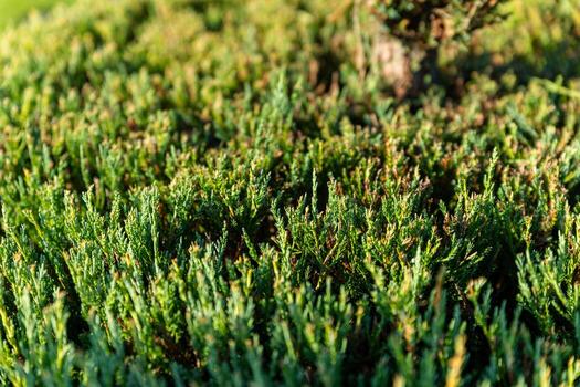 Close-up shot of a dense, green juniper bush. The focus is on the intricate details of the foliage, with the tiny, prickly needles creating a textured and vibrant surface. Landscape design. photo