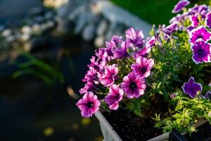 Vibrant cluster of purple and white flowers in a pot, positioned over a small pond in a garden setting. The flowers are the focal point, capturing the eye with their bright colors and delicate petals photo