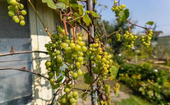 Close up of grapes hanging on branch. Hanging grapes. Grape farming. Grapes farm. Tasty green grape bunches hanging on branch. Grapes. With Selective Focus on the subject. photo