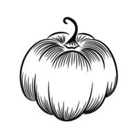 Pumpkin outline on white background. Hand-drawn sketch. vector