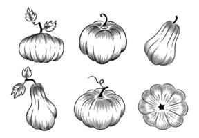 Pumpkin outline set on white background. Pumpkins of various shapes. Hand-drawn sketch illustrations. vector