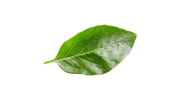 A single green leaf, isolated on a transparent background. Perfect for nature and botanical projects. png