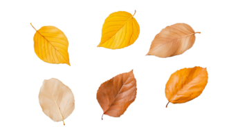 A collection of colorful autumn leaves arranged in a row, isolated on a transparent background. Perfect for seasonal and nature themes. png