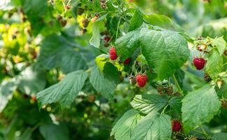 Raspberry bush. Nature background. Summer. Raspberry berries. Organic product. Prevention of viral disease. Vitamins. Diet. Healthy eating. photo