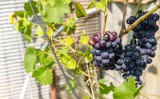 Ripe Purple Grapes in Lush Vineyard Ready for Harvest. Scenic vineyard landscape with rows of grapevines heavy with clusters of ripe, deep purple grapes. photo
