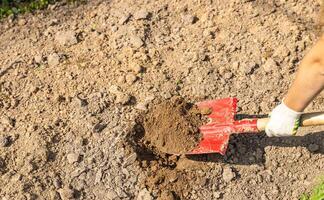 Worker digs soil with shovel in garden, agriculture concept. Boot on spade prepare for digging. Shovel's blade resting in freshly dug soil. The shovel is covered in dirt and the soil is loose. photo