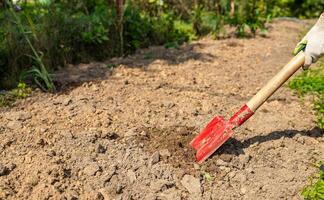 Worker digs soil with shovel in garden, agriculture concept. Boot on spade prepare for digging. Shovel's blade resting in freshly dug soil. The shovel is covered in dirt and the soil is loose. photo