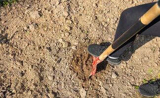 Worker digs soil with shovel in garden, agriculture concept. Boot on spade prepare for digging. Shovel's blade resting in freshly dug soil. The shovel is covered in dirt and the soil is loose. photo