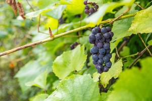 Close up of ripe purple grapes hanging on the vine in a vineyard at sunset, ready for harvest. The warm light of the setting sun illuminates the grapes, creating a beautiful and inviting scene photo