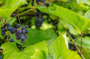 Close up of ripe purple grapes hanging on the vine in a vineyard at sunset, ready for harvest. The warm light of the setting sun illuminates the grapes, creating a beautiful and inviting scene photo