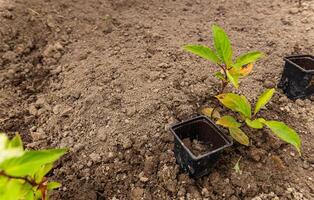 A metal small rake with a wooden handle for gardening, farmer cultivating field, Mini rake. photo
