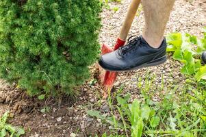 Transplanting a spruce on a plot. Digging the ground with a shovel close-up. Digging a garden tree out of the ground. Landscape design photo