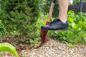 Transplanting a spruce on a plot. Digging the ground with a shovel close-up. Digging a garden tree out of the ground. Landscape design photo