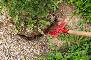 Transplanting a spruce on a plot. Digging the ground with a shovel close-up. Digging a garden tree out of the ground. Landscape design photo