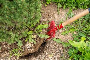 Transplanting a spruce on a plot. Digging the ground with a shovel close-up. Digging a garden tree out of the ground. Landscape design photo
