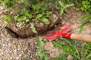 Transplanting a spruce on a plot. Digging the ground with a shovel close-up. Digging a garden tree out of the ground. Landscape design photo