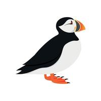 Atlantic puffin bird in profile view isolated on white background vector