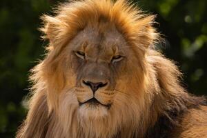 lion's face. expression is calm and majestic, fine details of its fur features. photo