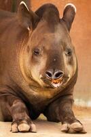 portrait of Tapirus terrestris photo