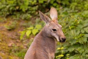Portrait of an Australian medium sized kangaroo in selective focus photo
