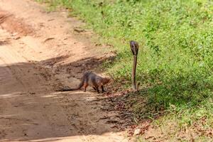 mongoose fights with an aggressive cobra in the wild photo