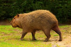 Capybara Kapibara Hydrochoerus hydrochaeris photo