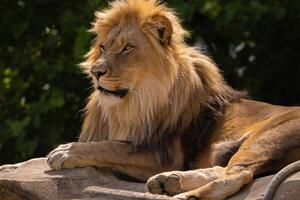 lion's face. expression is calm and majestic, fine details of its fur features. photo