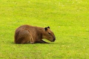 Capybara Kapibara Hydrochoerus hydrochaeris photo