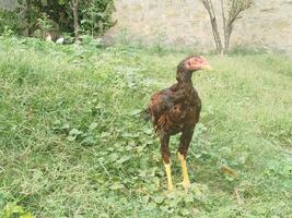 range chicken in grass, rooster in the grass, range chicken photo