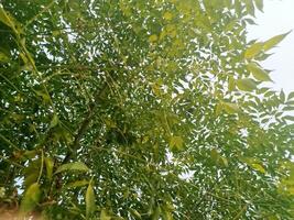close up of a green tree, close up of a tree, green leaves on a tree photo