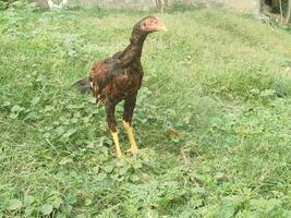 range chicken in grass, rooster in the grass, range chicken photo