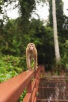 Wild monkey walking on the edge of the bridge. photo