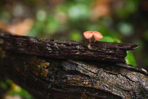 Shallow depth of field shooting colorful champagne mushrooms in the forest. photo