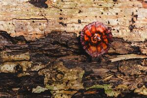 Top view of beautiful red turkey tail mushroom in forest. photo