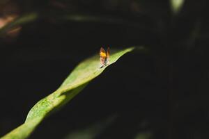 Beautiful small colorful butterfly on a green leaf in forest. photo