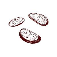 Crispy toasts of bread, fresh, oval, fried. Illustration in graphic style. For labels, cafe menu design, posters, banners. vector