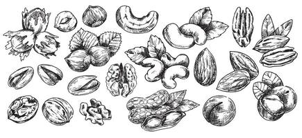 set of nuts, illustration in sketch style. walnut, pecan, hazelnut, cashew, peanut, almond, macadamia vector
