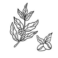 coffee branch with beans and leafs illustration line style icon vector