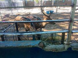 a spotted deer is eating at the zoo photo