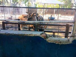 a spotted deer is eating at the zoo photo