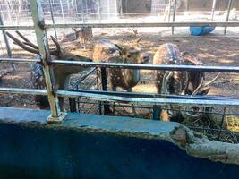 a spotted deer is eating at the zoo photo