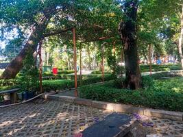 cool natural atmosphere in a park photo